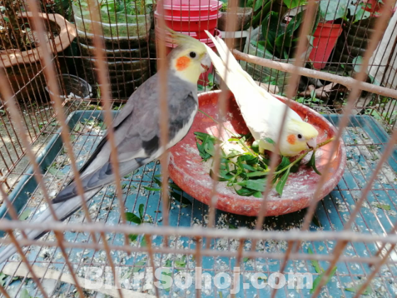 কোকাটেল পাখি